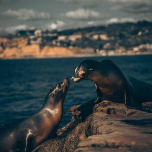 娇妻旅游第三部
